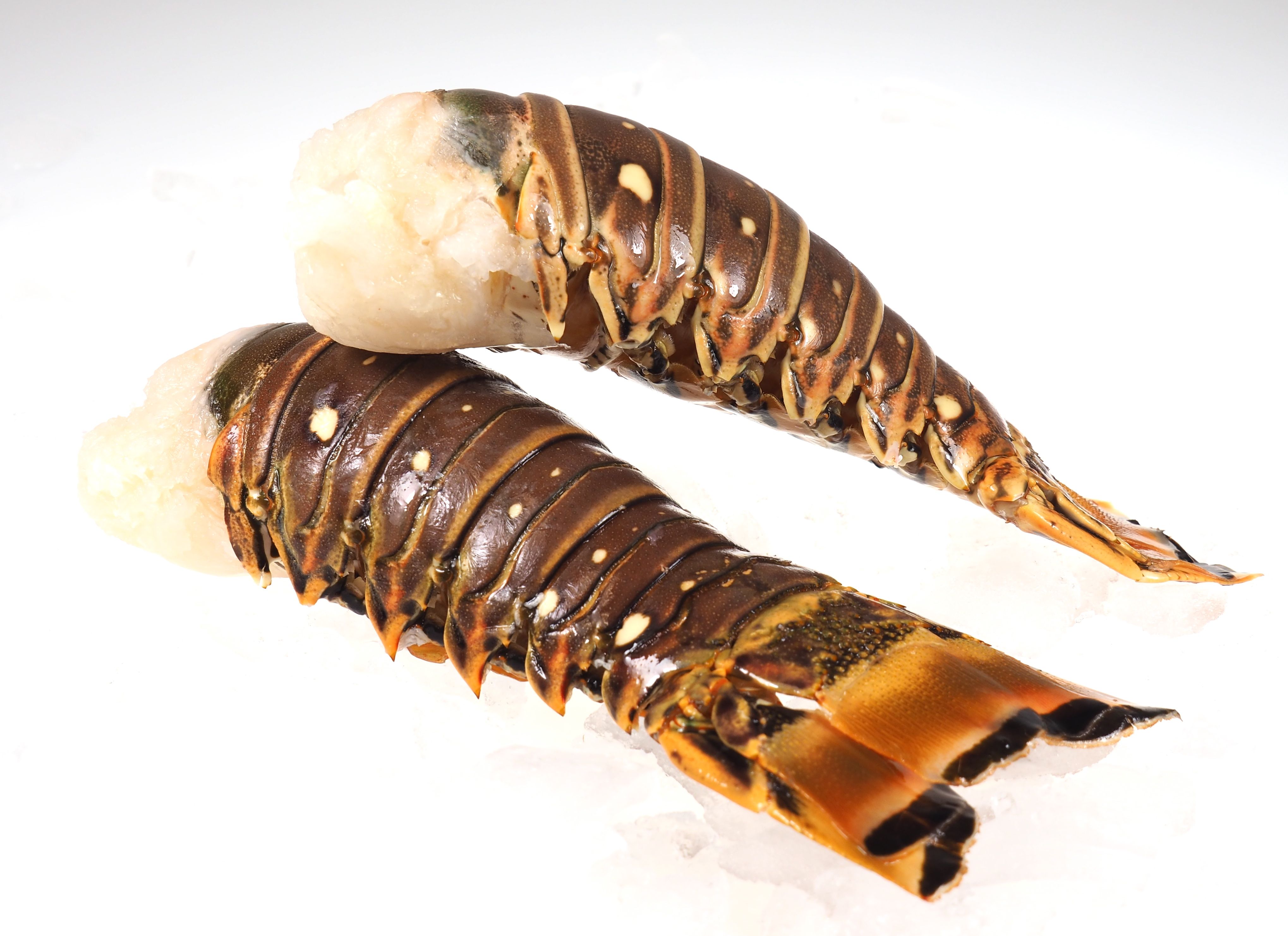 Langustenschwanz-roh