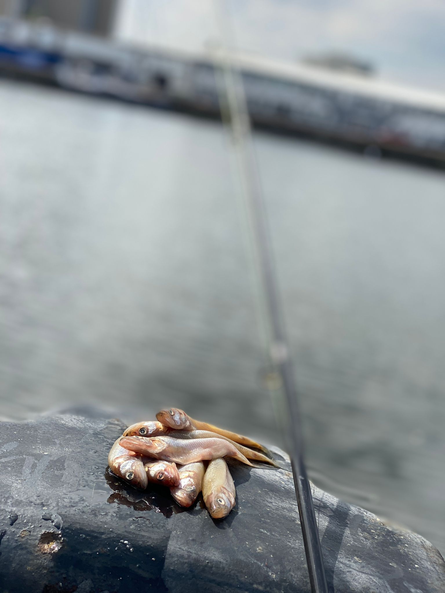 Stint als Köderfisch 200 g